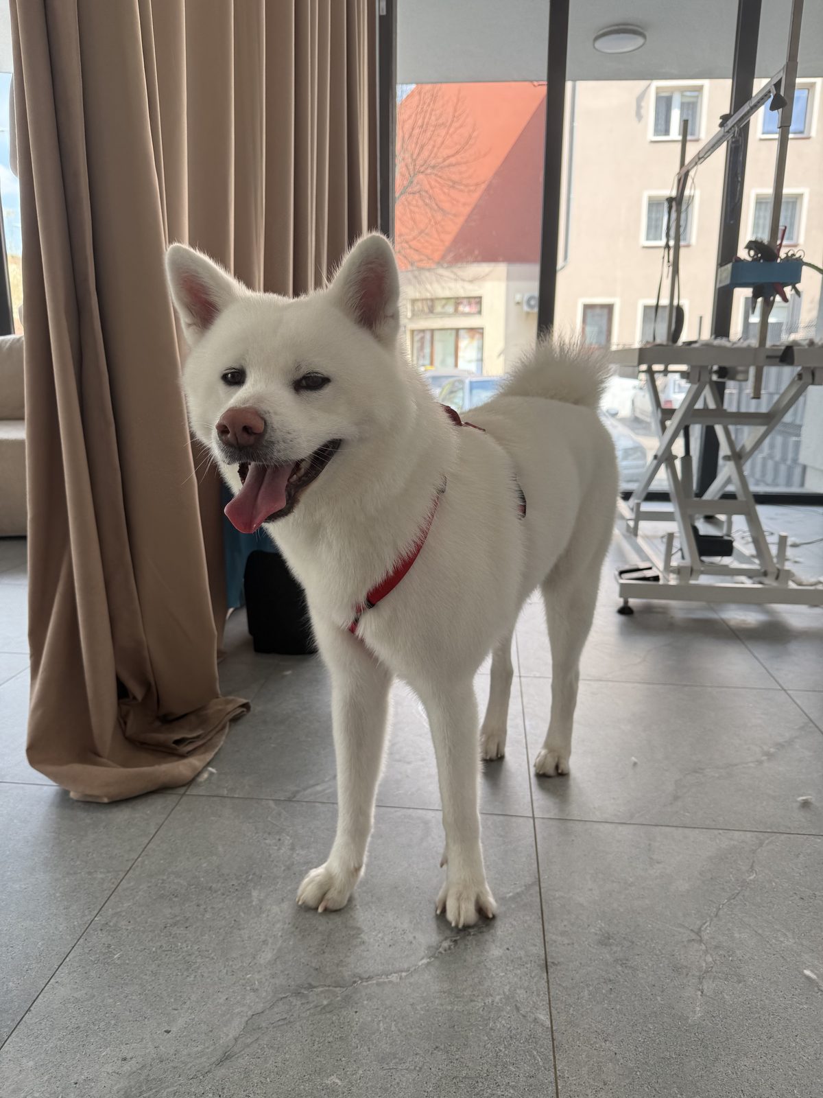 Wnętrze salonu Puppuccino w Legnicy