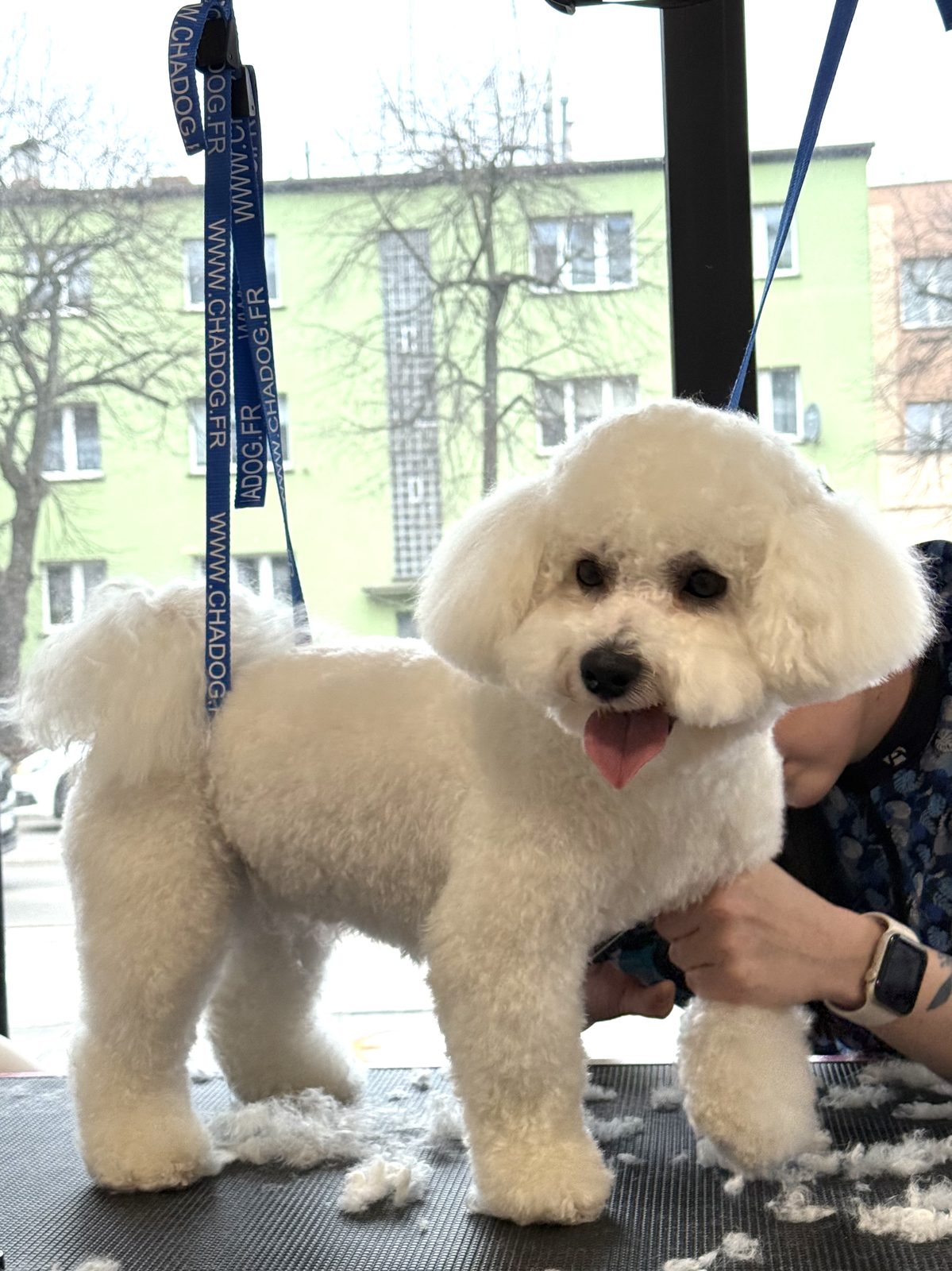 Bichon frise po strzyżeniu w salonie Puppuccino - groomer w Legnicy