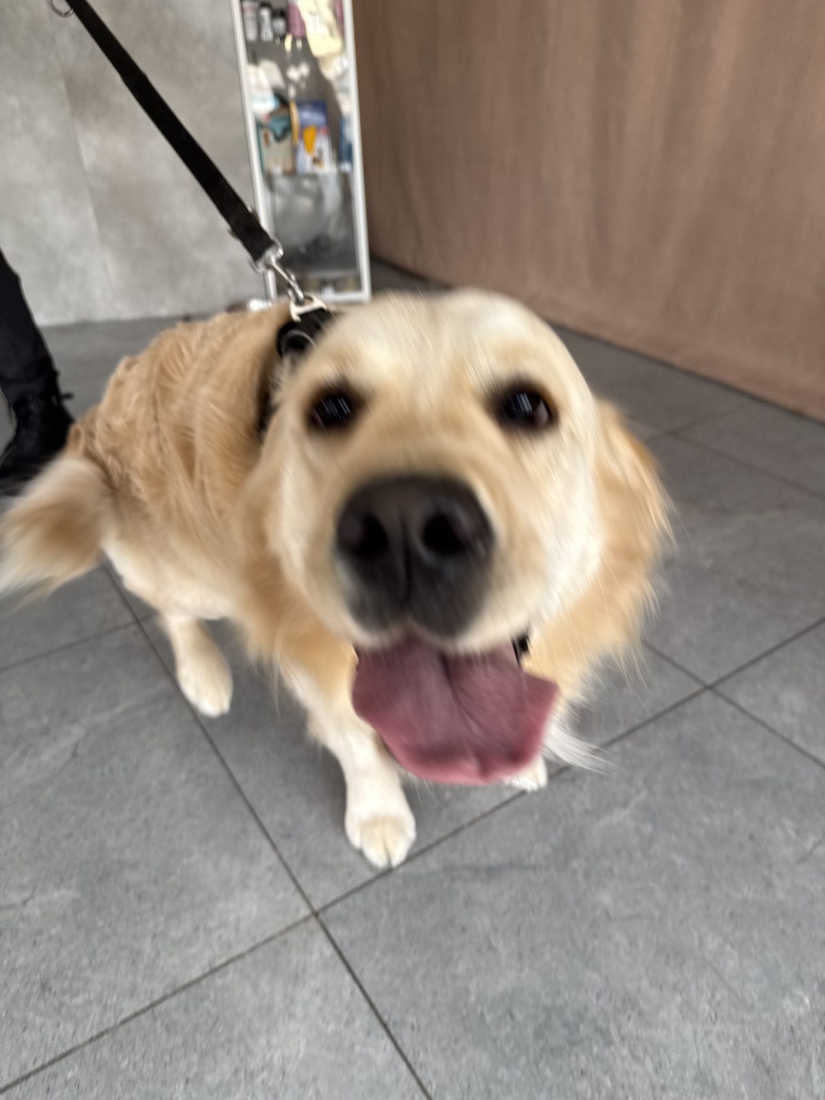 Golden retriever w salonie groomerskim Puppuccino w Legnicy
