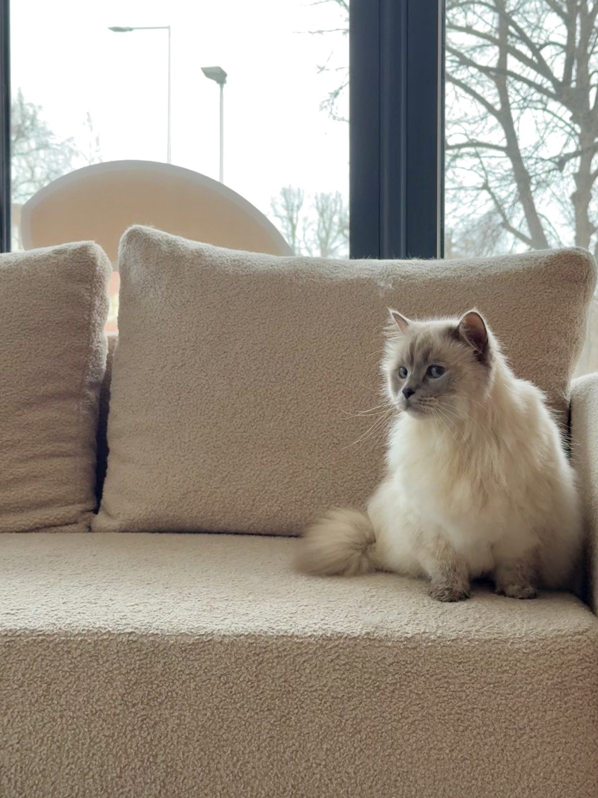 Kot Ragdoll w salonie groomerskim Puppuccino w Legnicy - groomer dla kotów