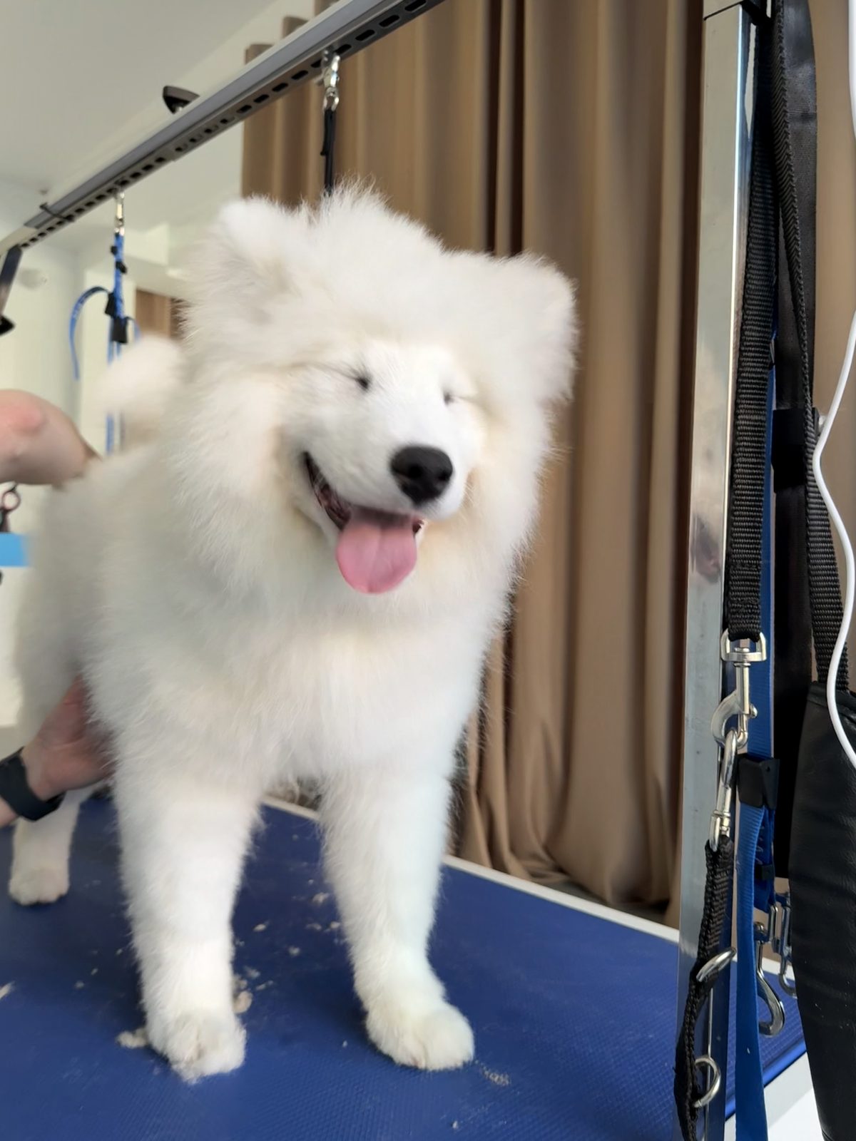 Samoyed po pełnej metamorfozie w Puppuccino w Legnicy