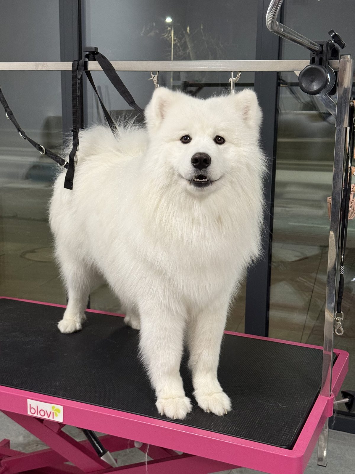 Samoyed podczas kąpieli i strzyżenia - SPA dla psa w Puppuccino w Legnicy