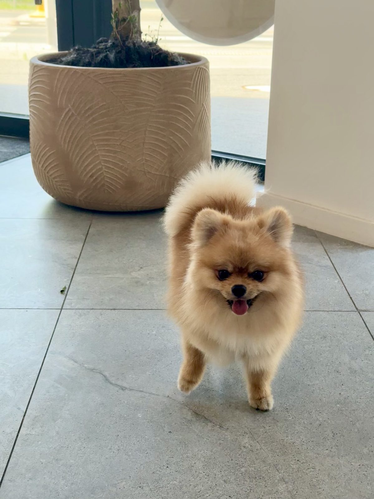 Szpic pomeranian po pielęgnacji u groomera w Legnicy